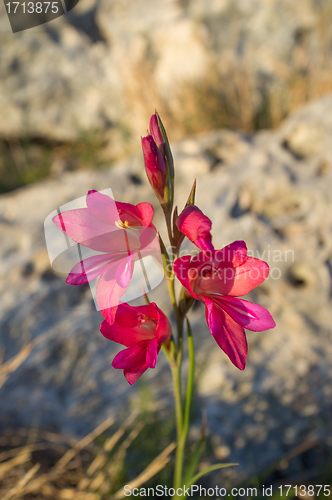 Image of Red gladiolus