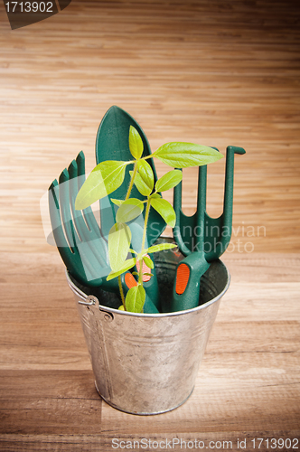 Image of Fresh herbs with gardening tools