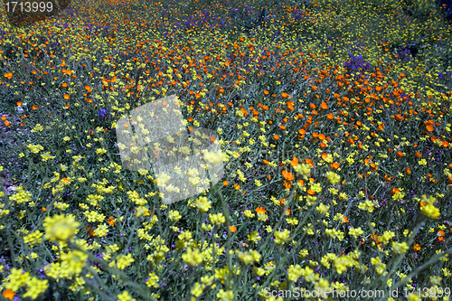 Image of wild flowers