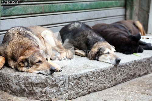 Image of sleeping stray dogs