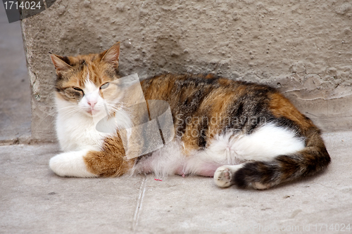 Image of stray red nursing female cat