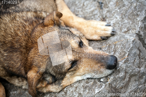 Image of sleeping stray dog