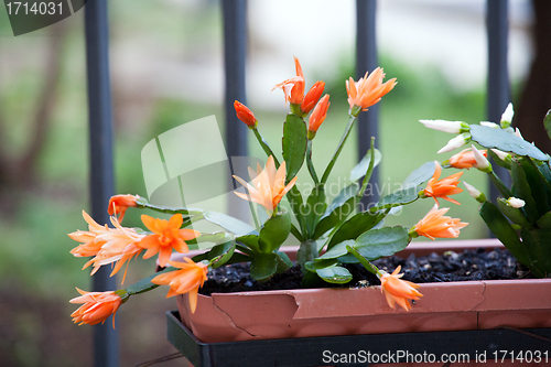 Image of Christmas cactus