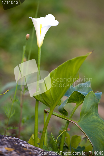 Image of white calla lily flower 