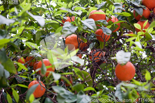 Image of tangerines