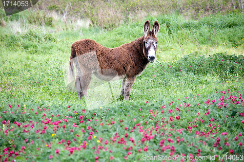 Image of big furry donkey