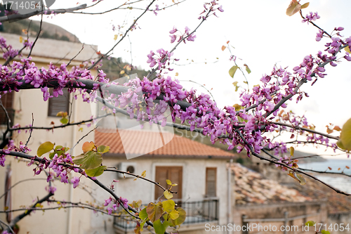 Image of flowers of Judas Tree