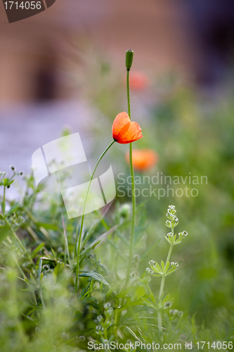 Image of small tender poppy flower