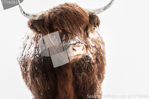 Image of Scottish highland cow in snow