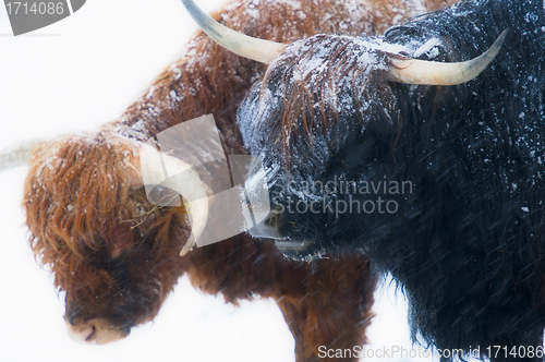 Image of Scottish highland cows fighting in snow