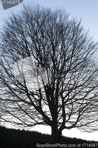 Image of Tree no leaves large silhouette