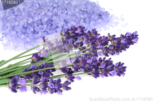 Image of Lavender