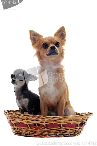 Image of puppy and adult chihuahua