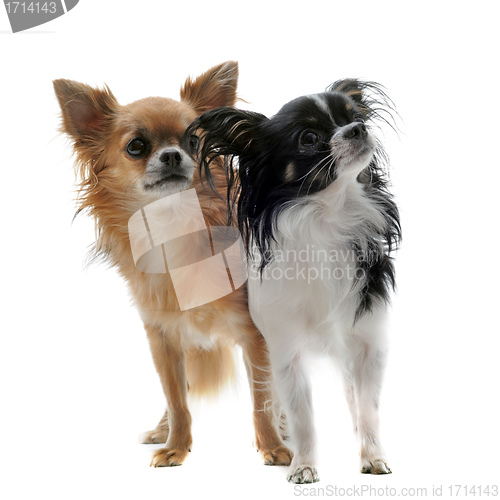 Image of two chihuahuas