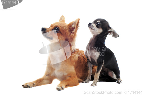 Image of puppy and adult chihuahua