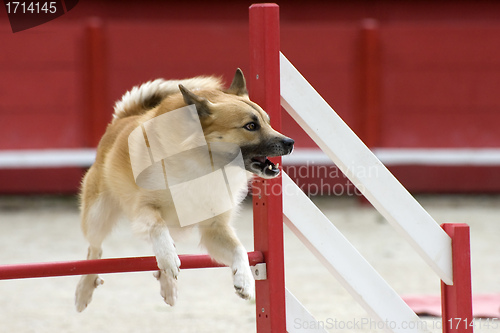 Image of Icelandic Sheepdog in agility