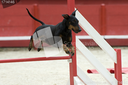 Image of Manchester Terrier in agility