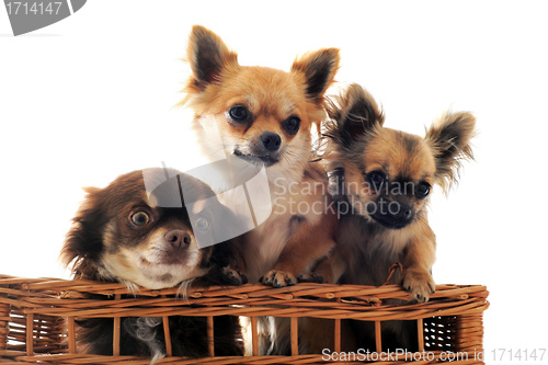 Image of three chihuahua in a basket