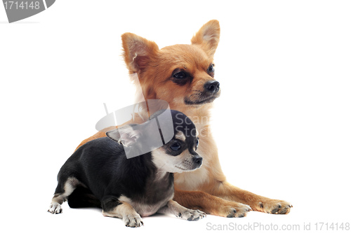 Image of two chihuahuas