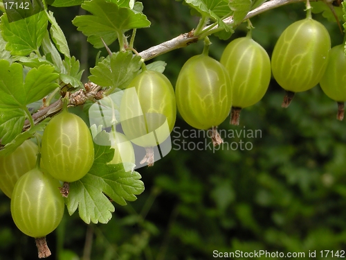 Image of Gooseberry