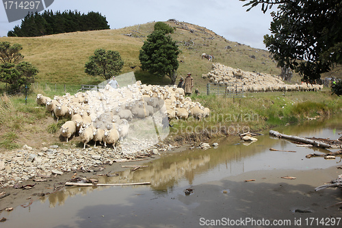 Image of sheep farm