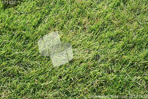 Image of Grass