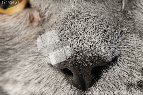 Image of Closeup photo of a quiet British cat