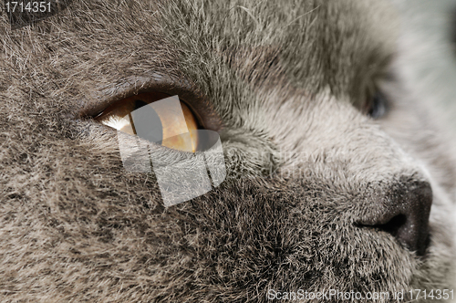 Image of Closeup photo of a quiet British cat