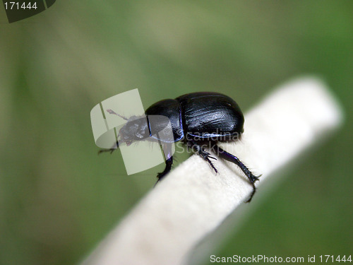 Image of Earth-boring dung beetle
