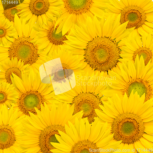 Image of background made of beautiful sunflowers
