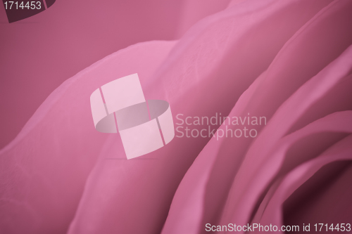 Image of pink rose macro