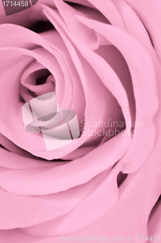 Image of pink rose close up