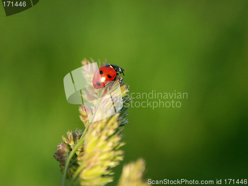 Image of Ladybird on a cone