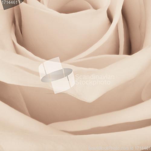Image of white rose close up