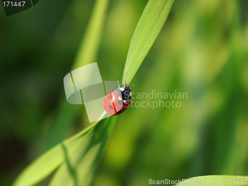 Image of Ladybird on a blade