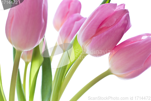 Image of pink tulips