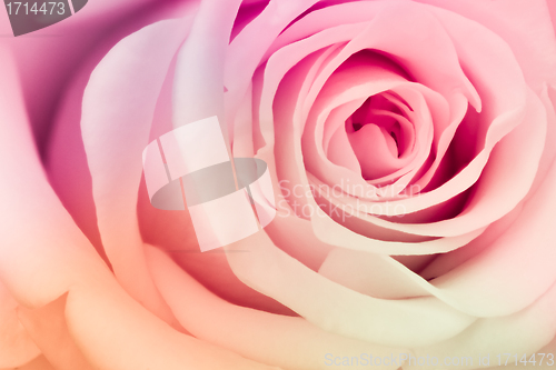 Image of multicolor rose
