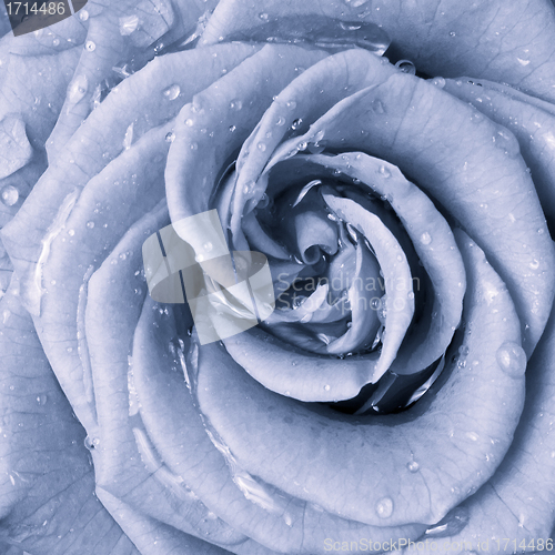 Image of blue rose