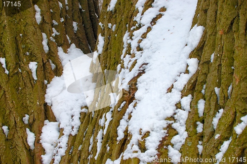 Image of Snow on a tree