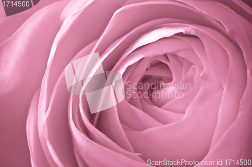 Image of pink rose macro