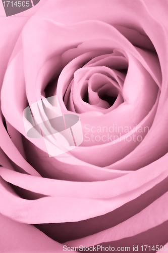 Image of pink rose close up