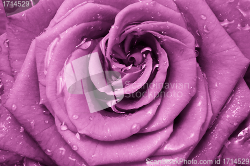 Image of pink rose