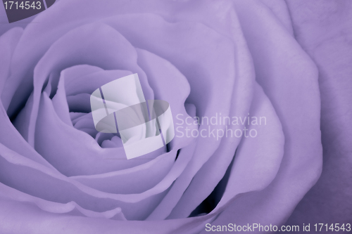 Image of violet rose close up