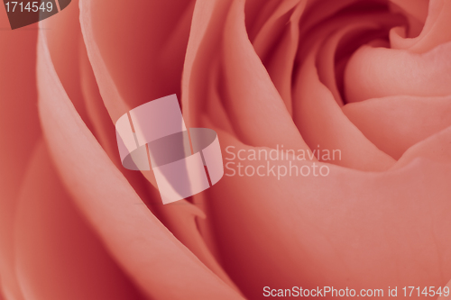 Image of pink rose macro