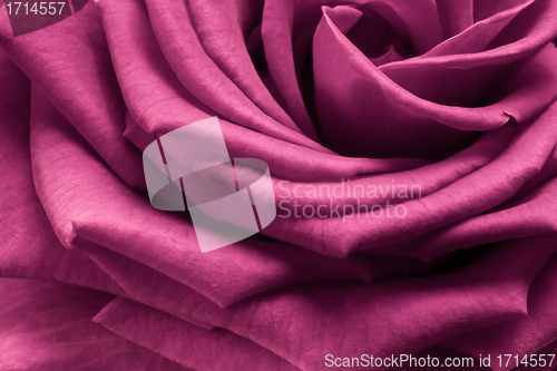 Image of pink rose