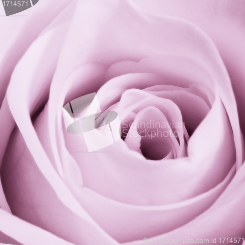 Image of violet rose close up