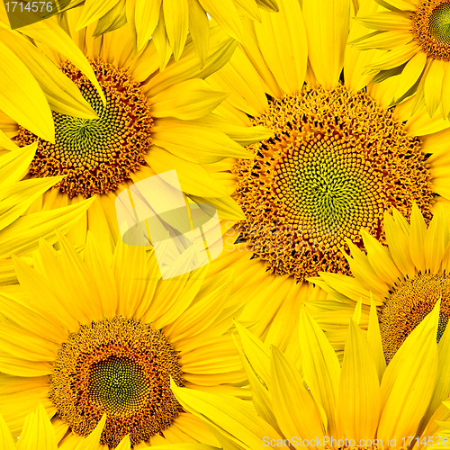 Image of sunflower background