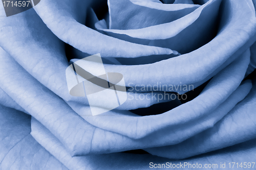 Image of blue rose