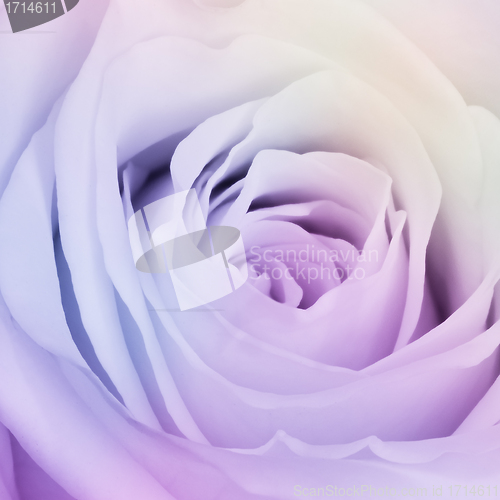 Image of multicolor rose