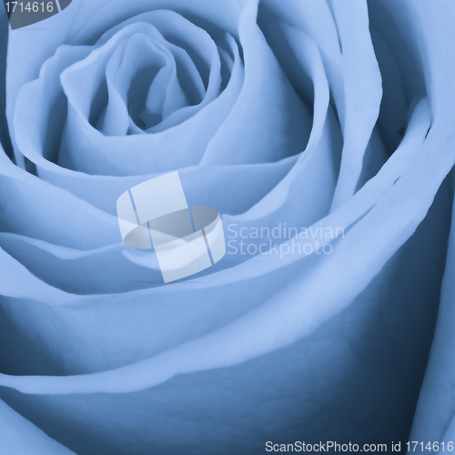 Image of blue rose close up